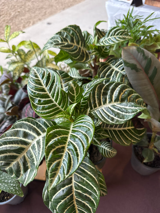 4 in. Zebra Plant