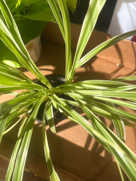 Airplane plant