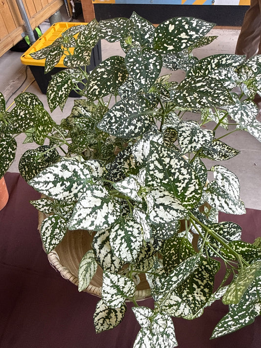6 in. Polka Dot Plant