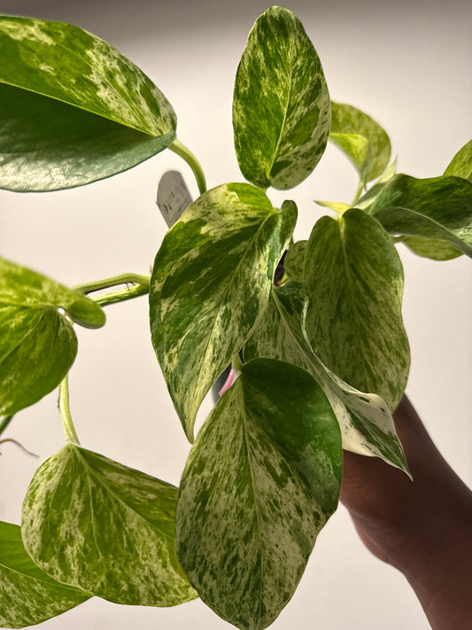 Marble Queen Pothos