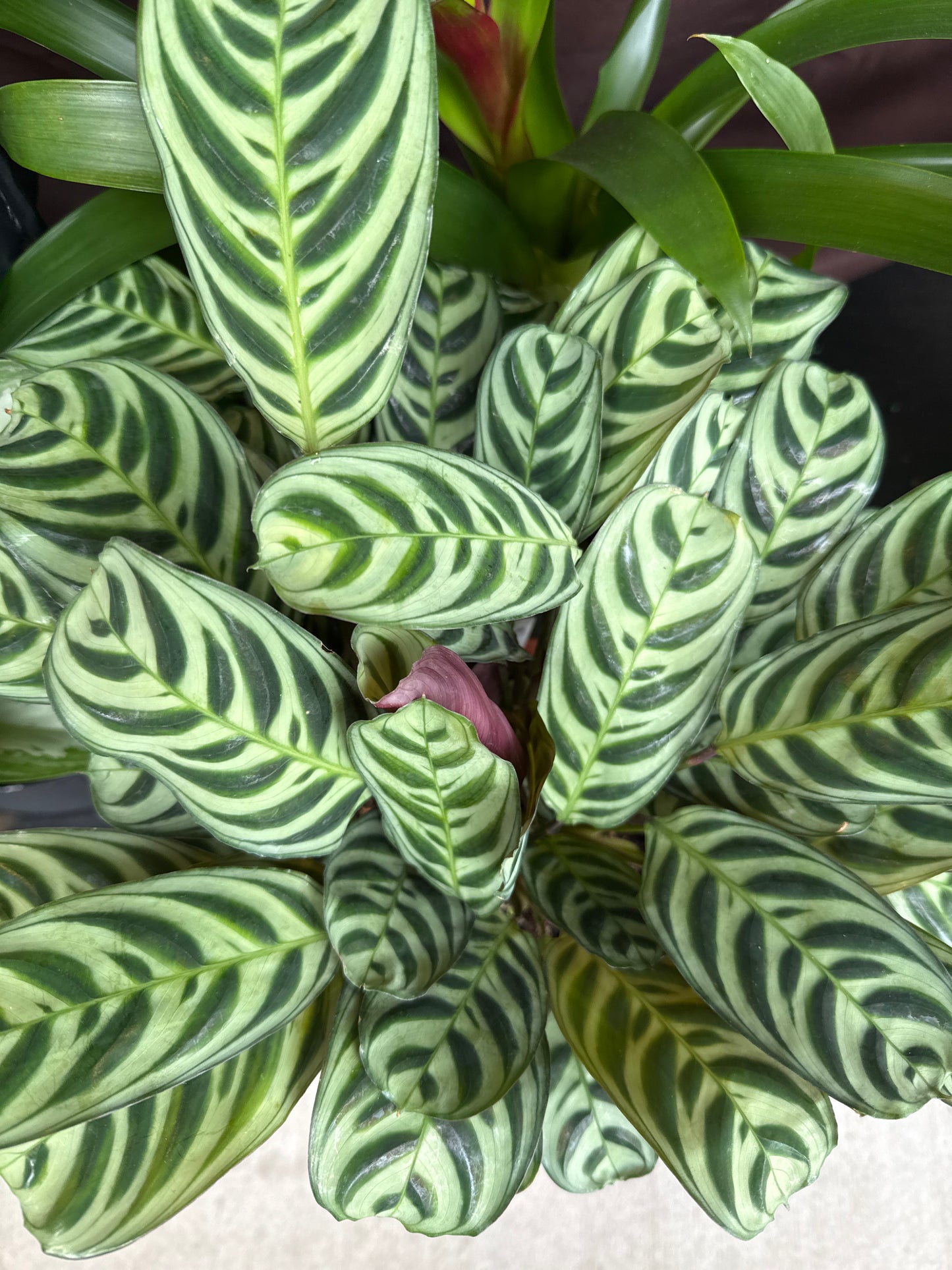 6 in. Fish bone Prayer Plant