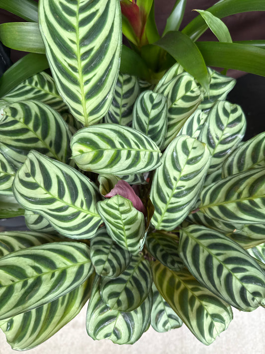 6 in. Fish bone Prayer Plant