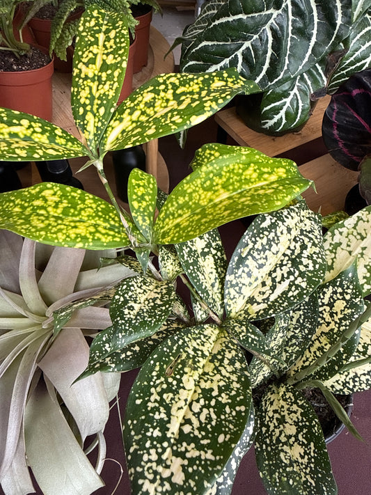 4 in. Dracaena Florida Beauty