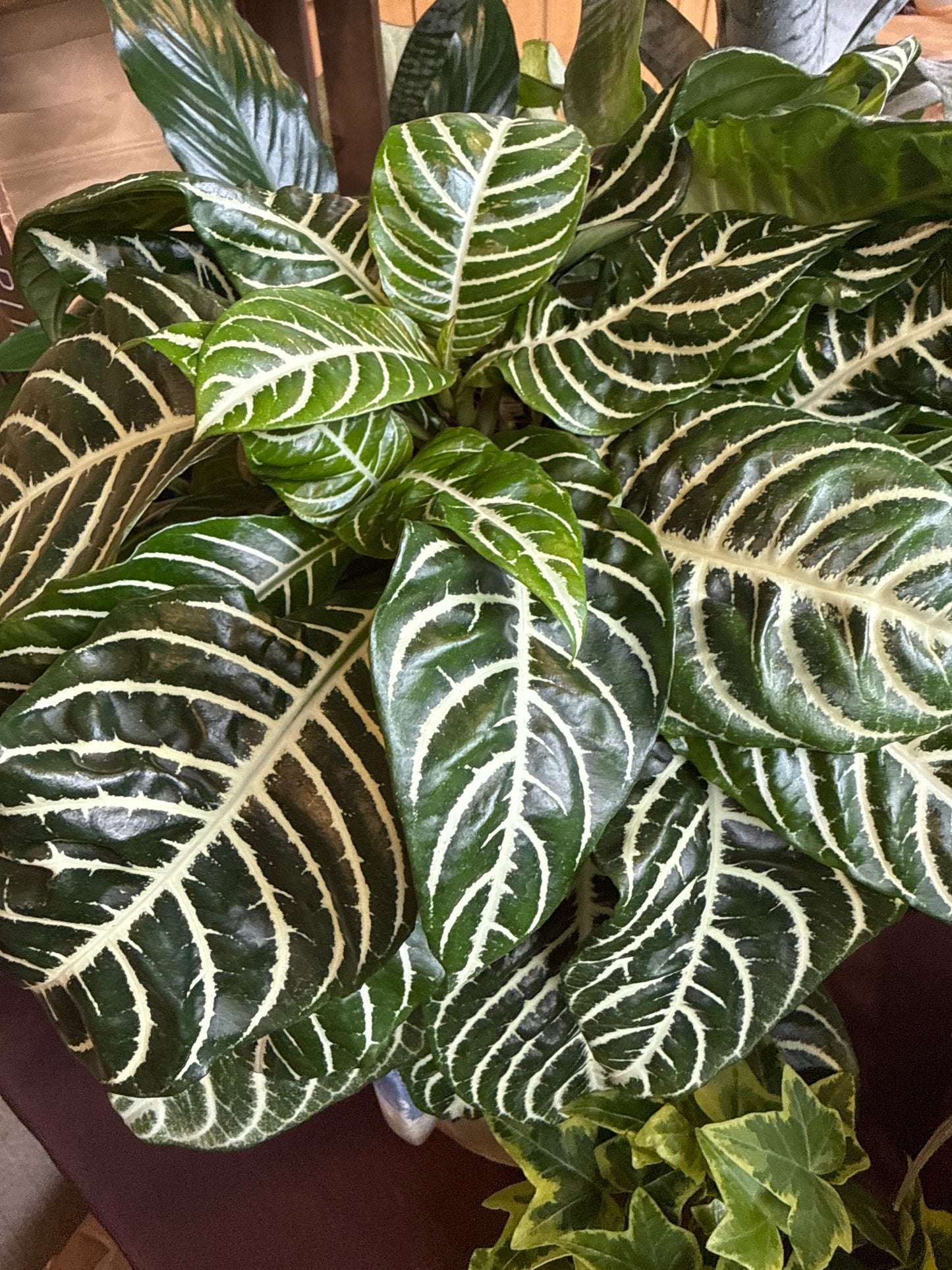 6 in. Zebra Plant
