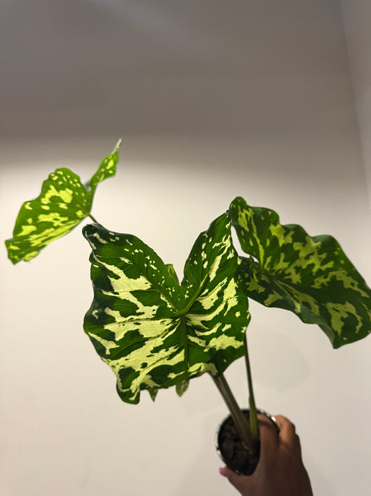 Alocasia ‘Hilo Beauty
