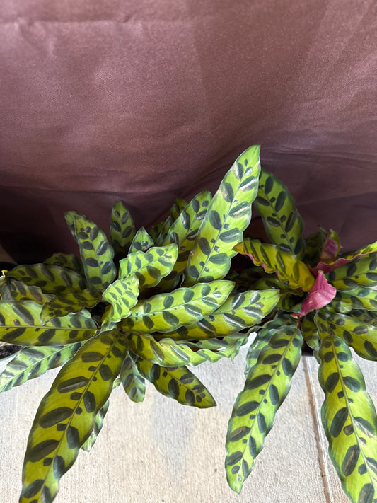 Rattle Snake Calathea