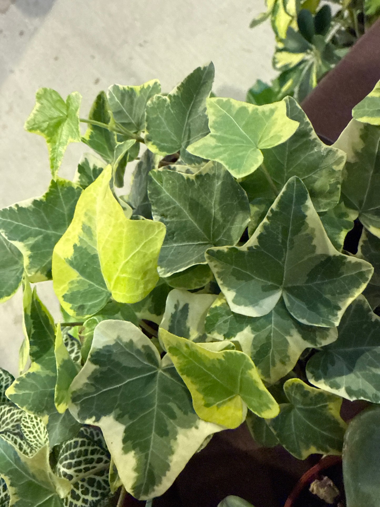 Variegated English Ivy