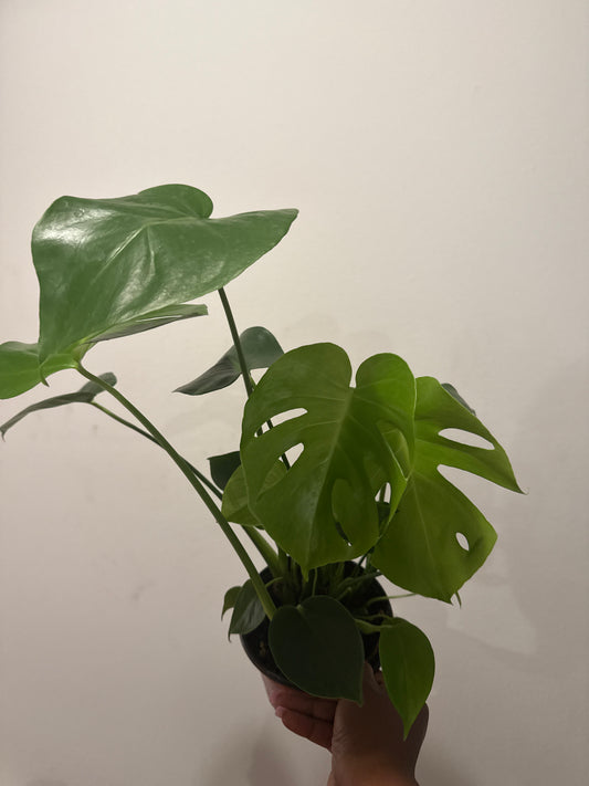 Monstera Deliciosa