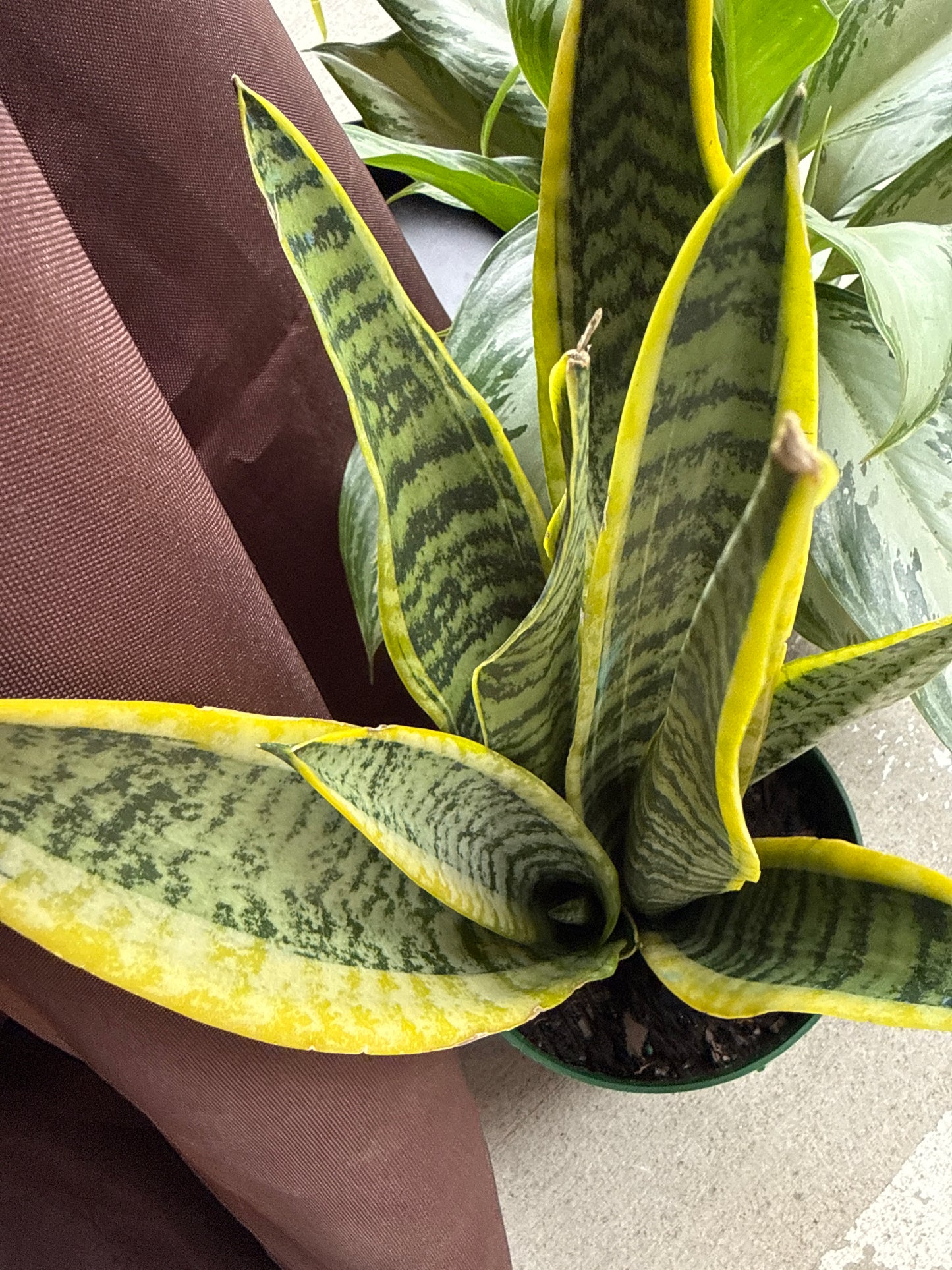 6 in. Snake Plant