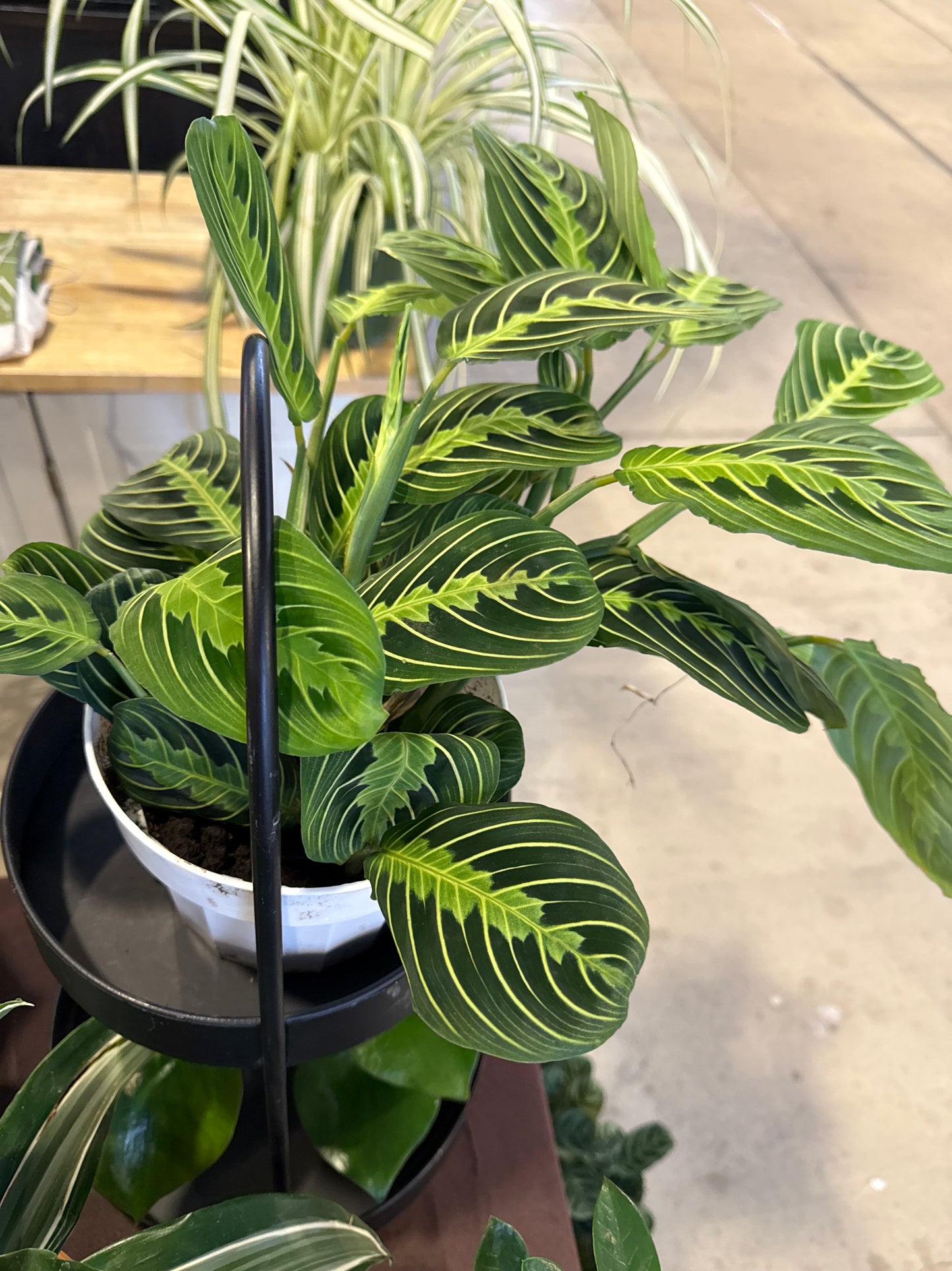 Prayer Plant