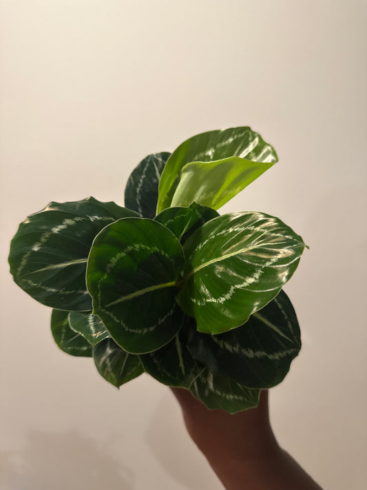 Calathea Green Goddess
