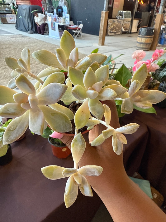 Succulent
