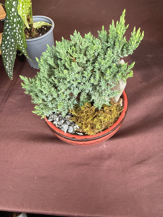 6 in. Bonsai