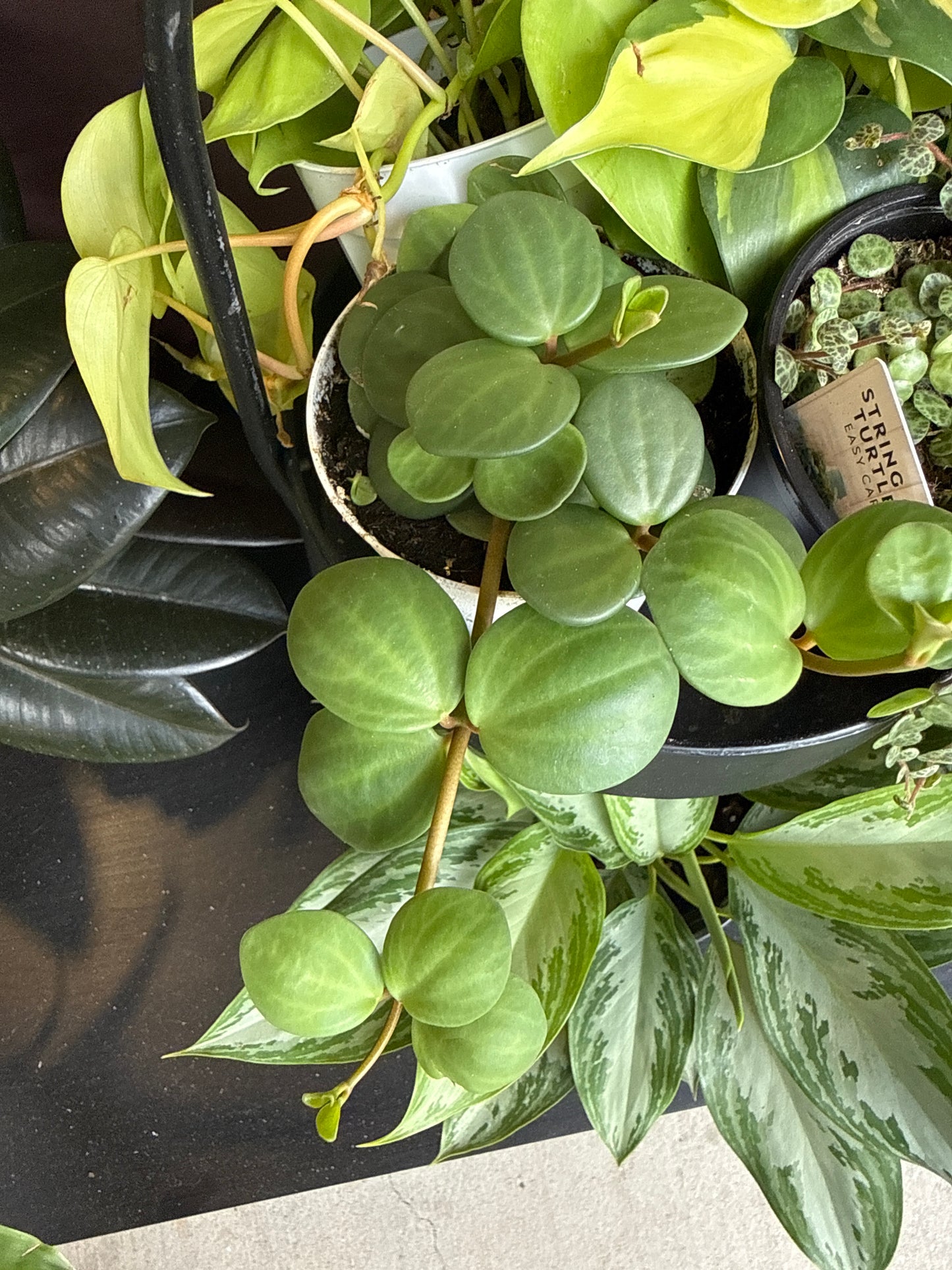 4 in. Peperomia Hope