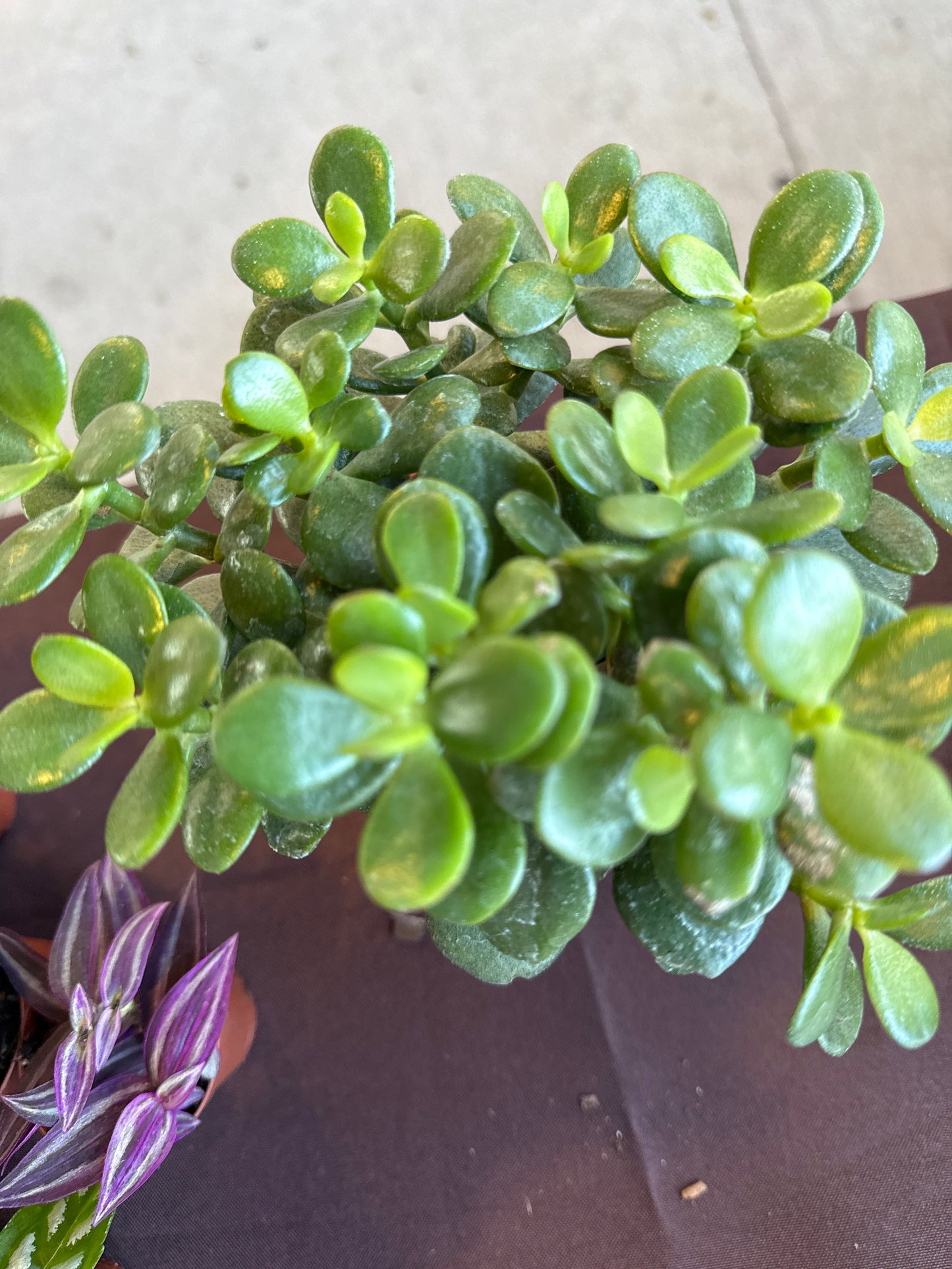 Jade Plant