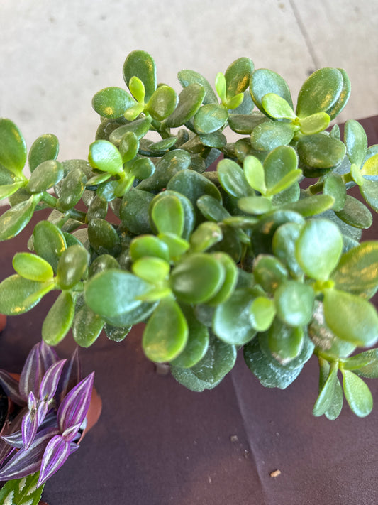 Jade Plant