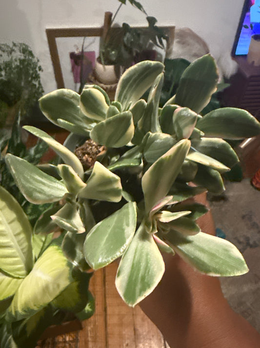 Succulent Crassula