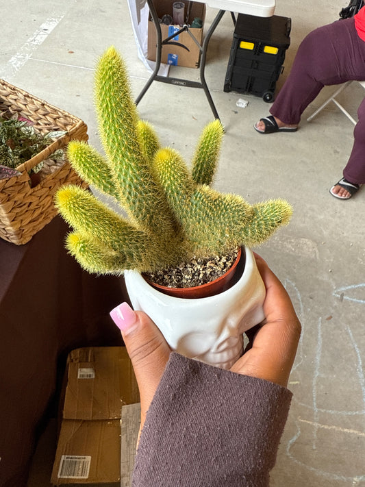 Golden rat tail cactus