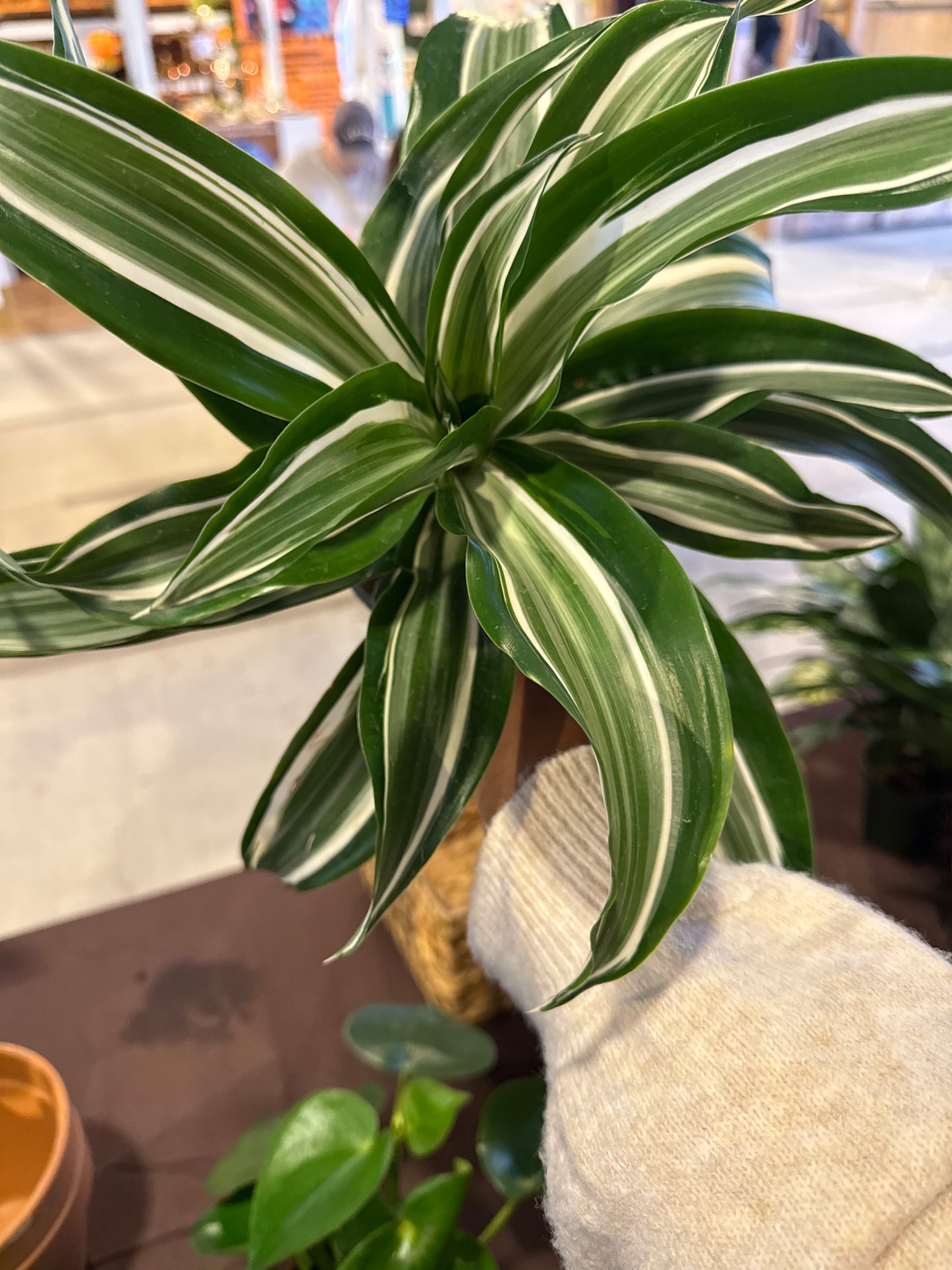 Dracaena “Jade Jewel”