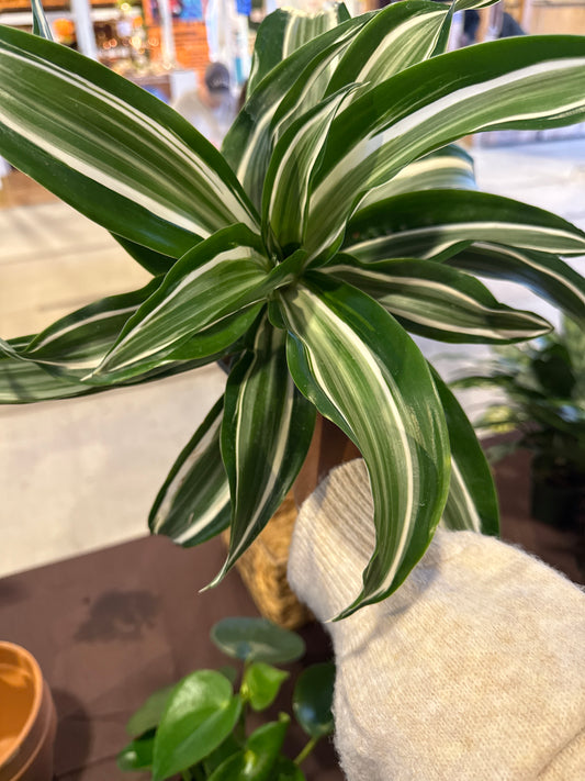 Dracaena “Jade Jewel”