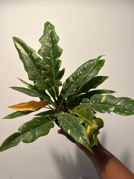 Philodendron ‘Ring of Fire’