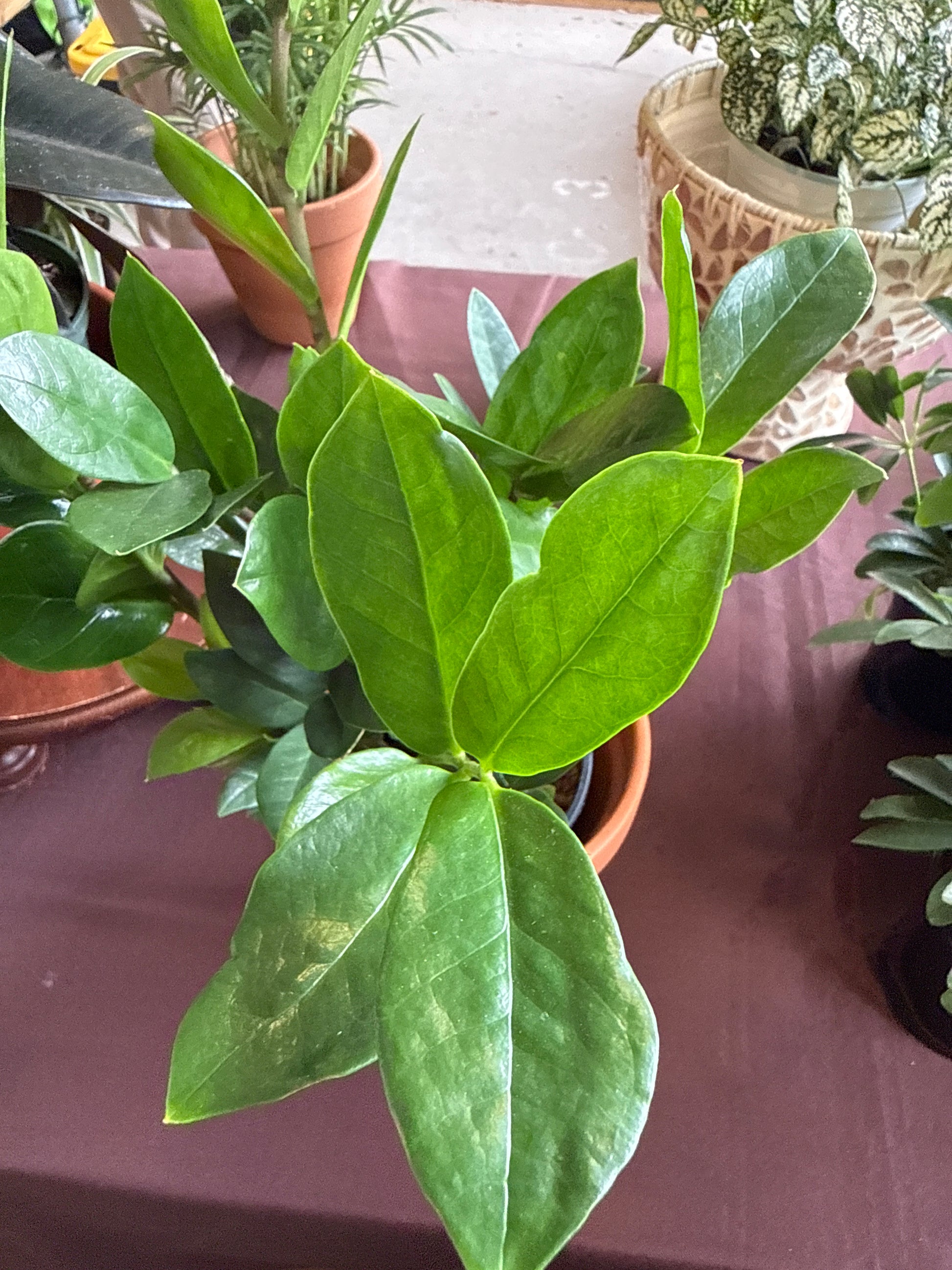 ZZ Plant - Ultra Low Maintenance Indoor Plant