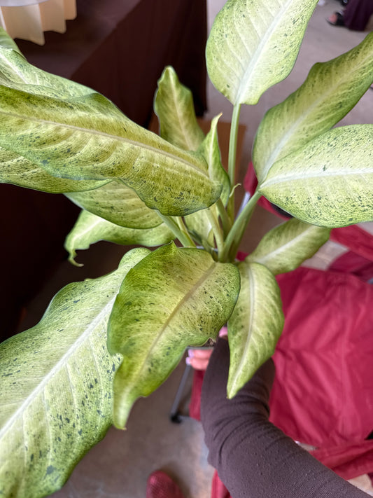 Dieffenbachia