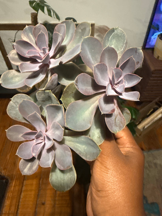 Echeveria Succulent