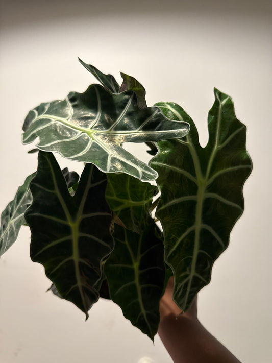 Alocasia ‘Polly’