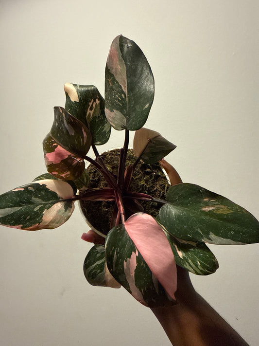 Philodendron ‘Pink Princess’