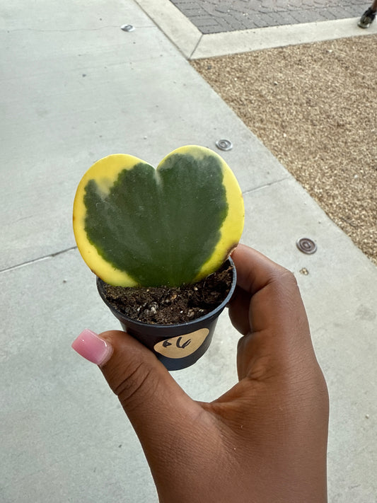 Valentine Hoya