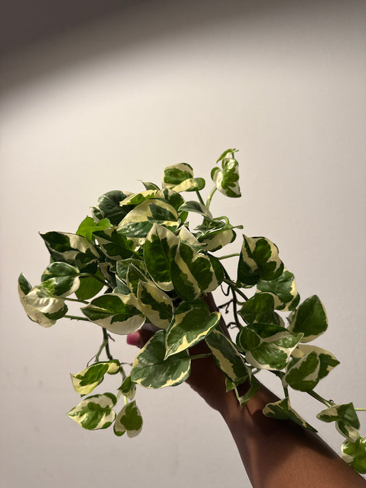 Pothos Njoy