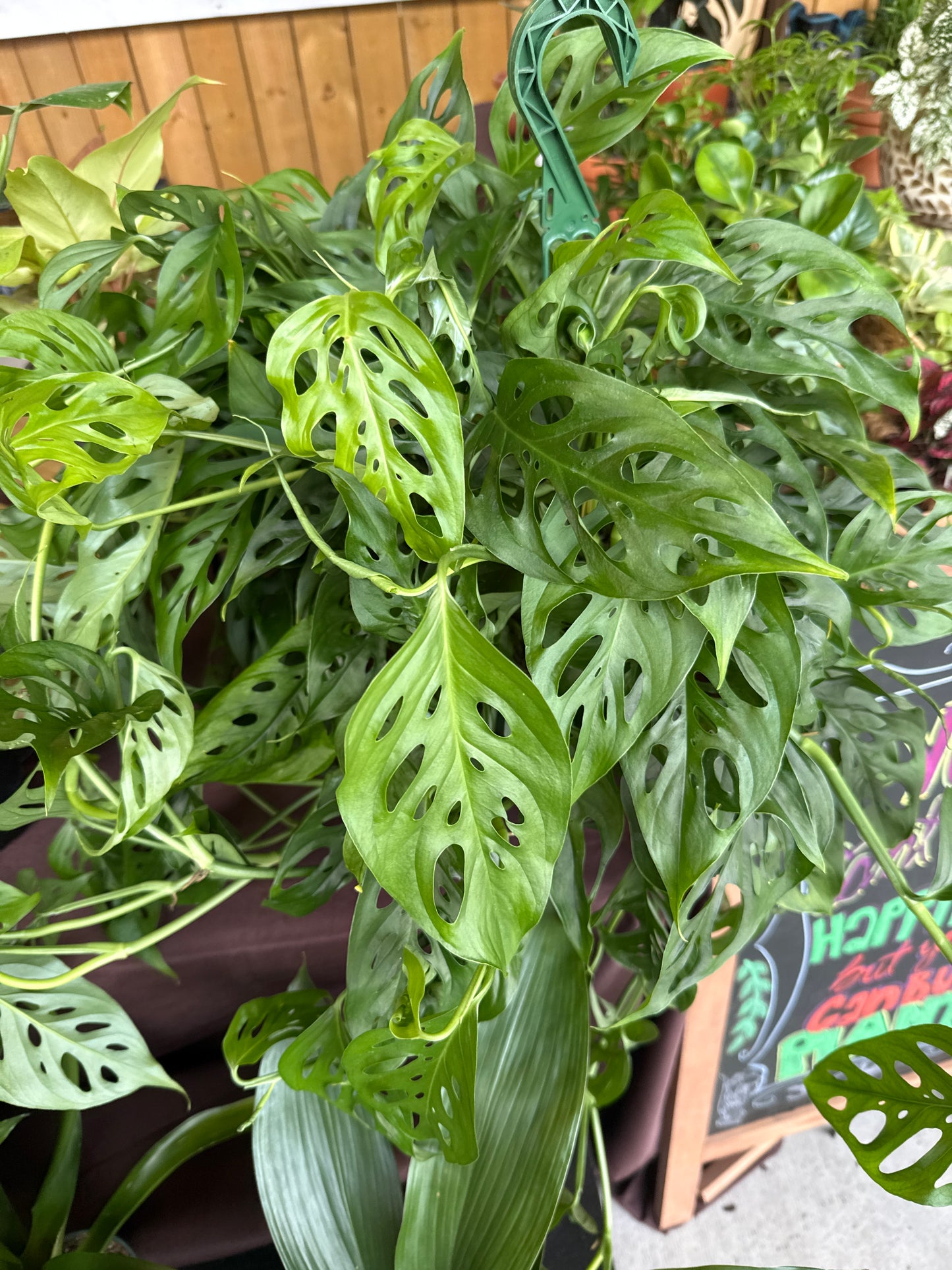 8 in. Monstera Adonsonii