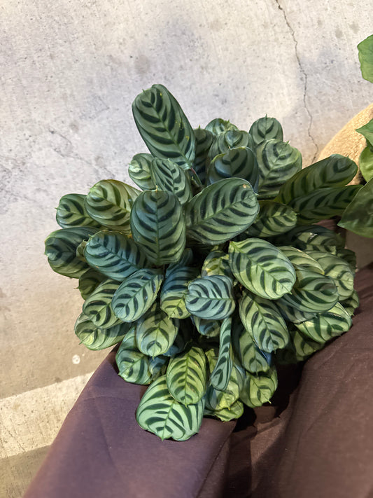 Prayer Plant “Fishbone”