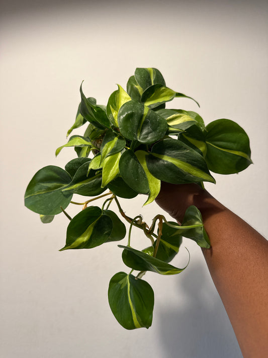Philodendron Brasil