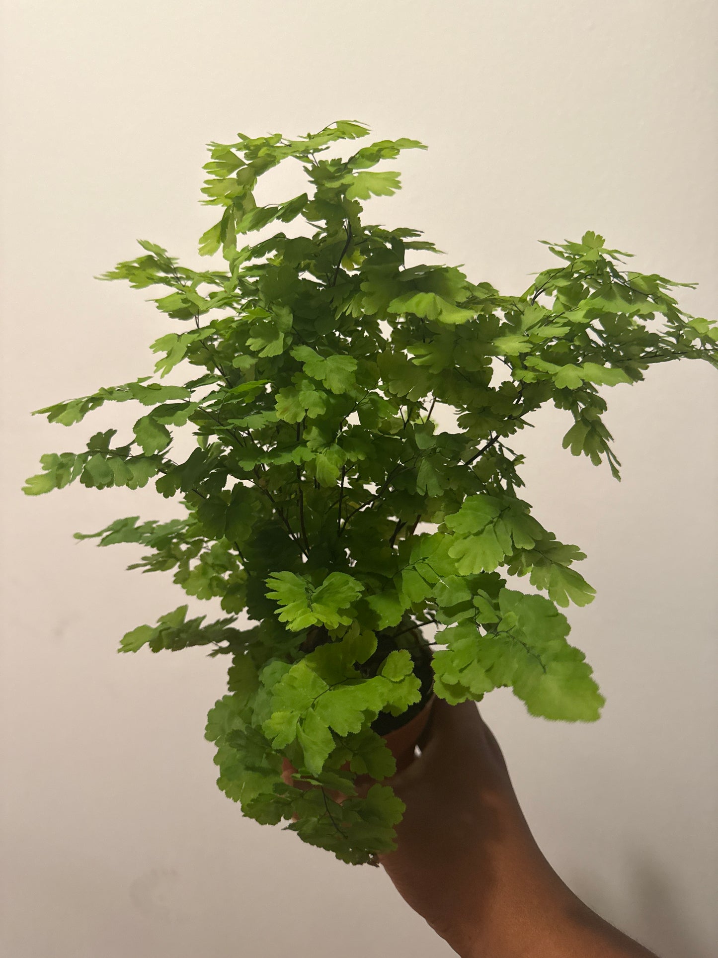 Maiden hair fern