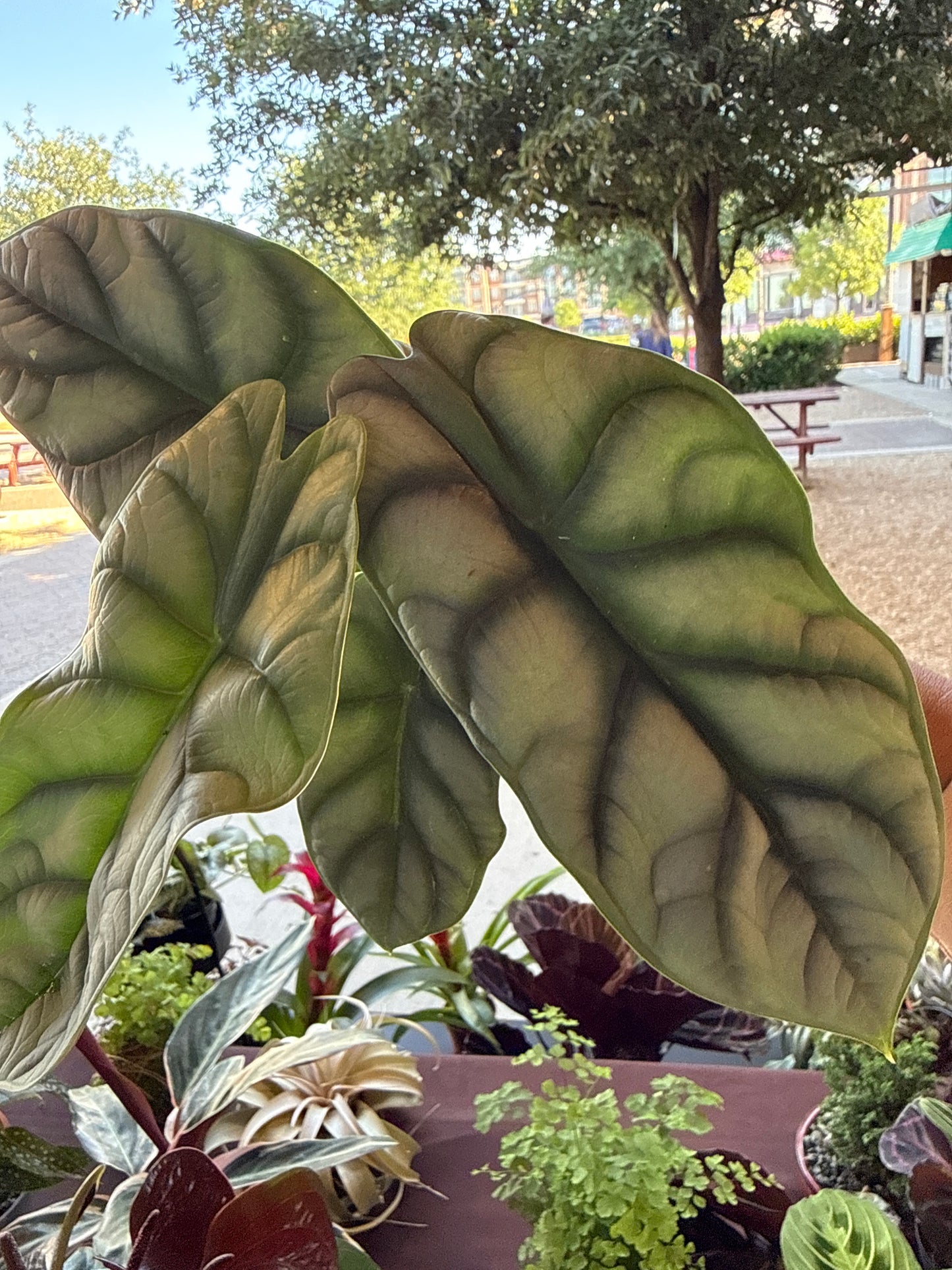 Alocasia Silver Dragon