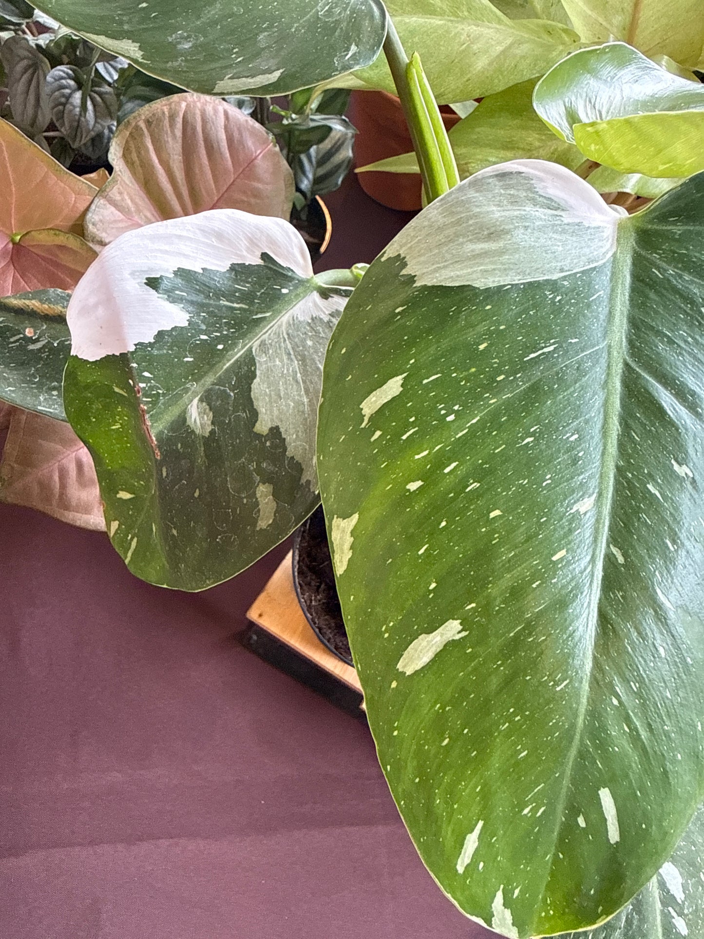 4 in. Philodendron White Princess