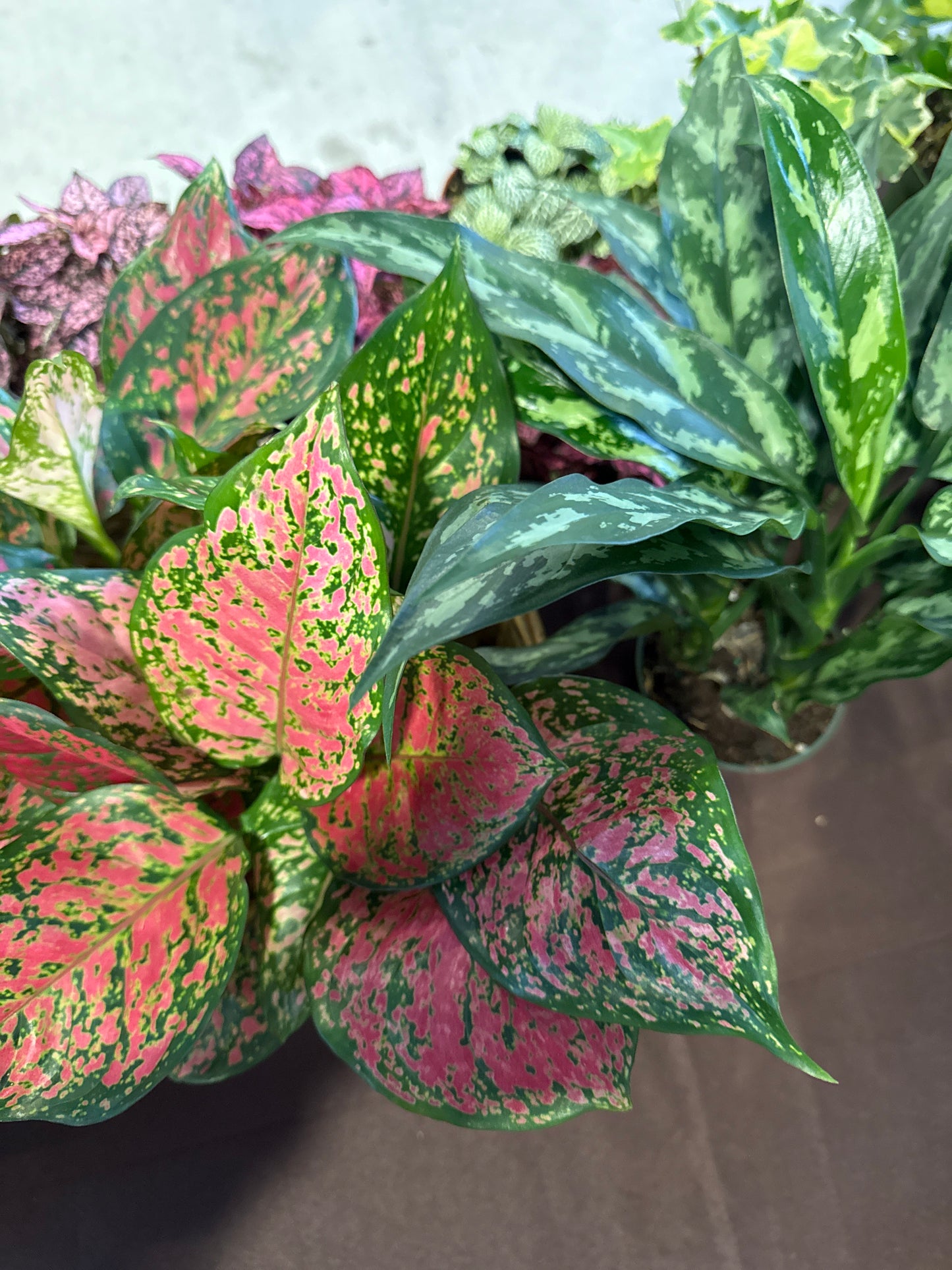 Chinese Evergreen