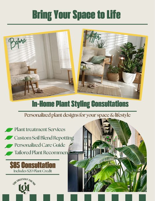In-Home Plant Treatment & Styling Consultations