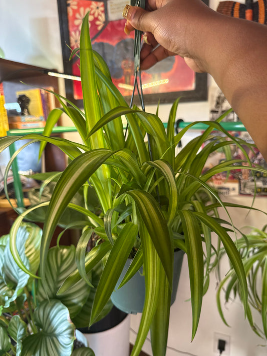 Spider Plant