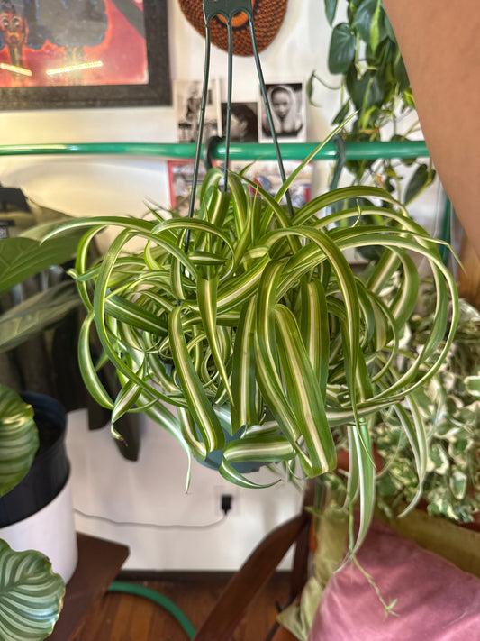 Spider Plant