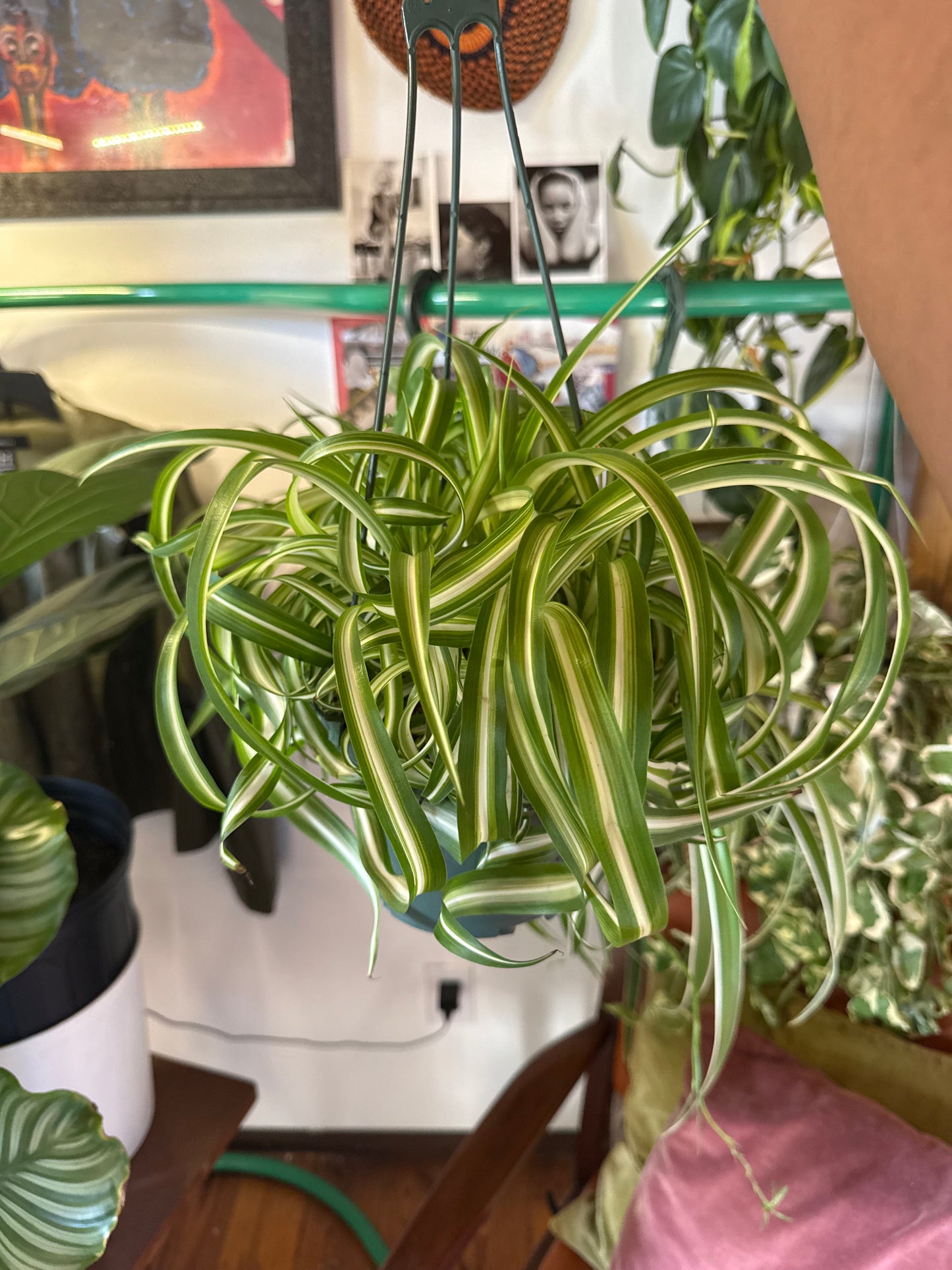 Spider Plant